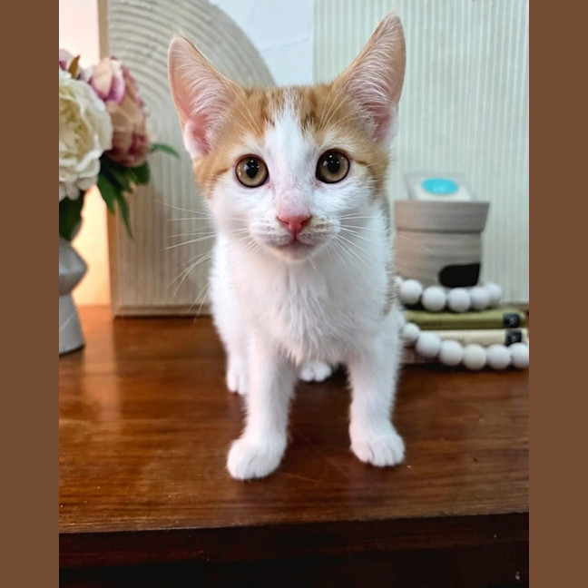 Photo of Rosemary