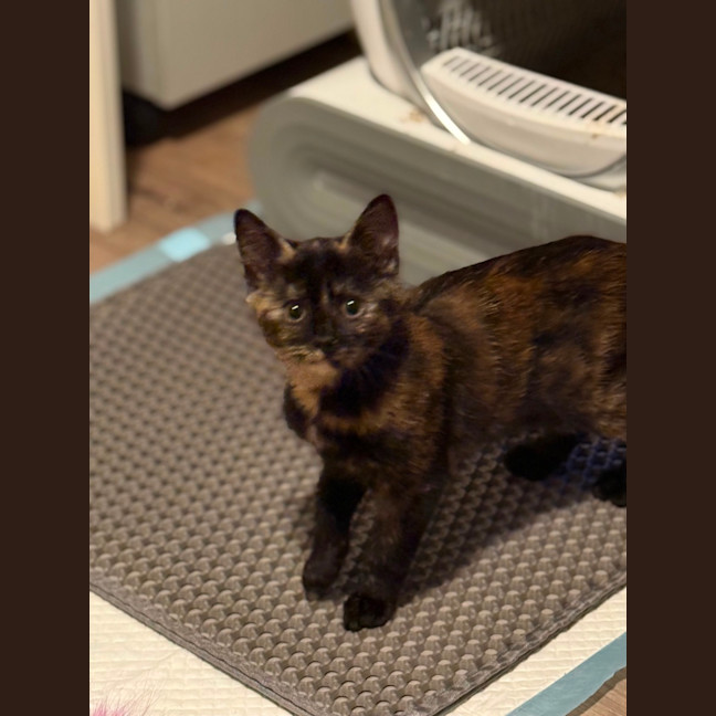 Photo of Luna 