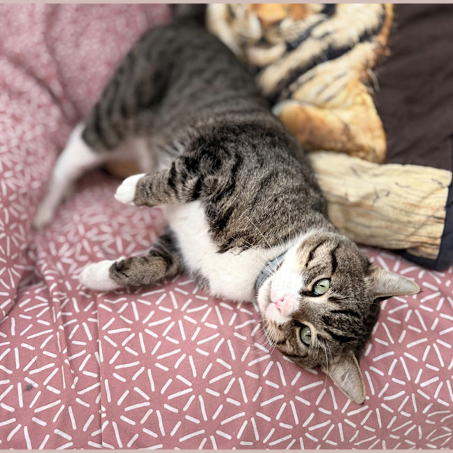 Photo of Wolf (8876)