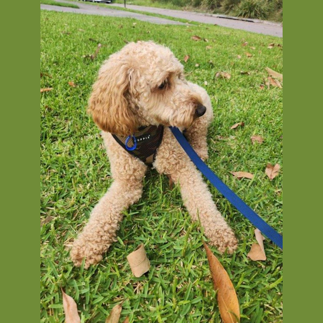 Photo of Caesar   1.5 Year Old Spoodle (Trial)