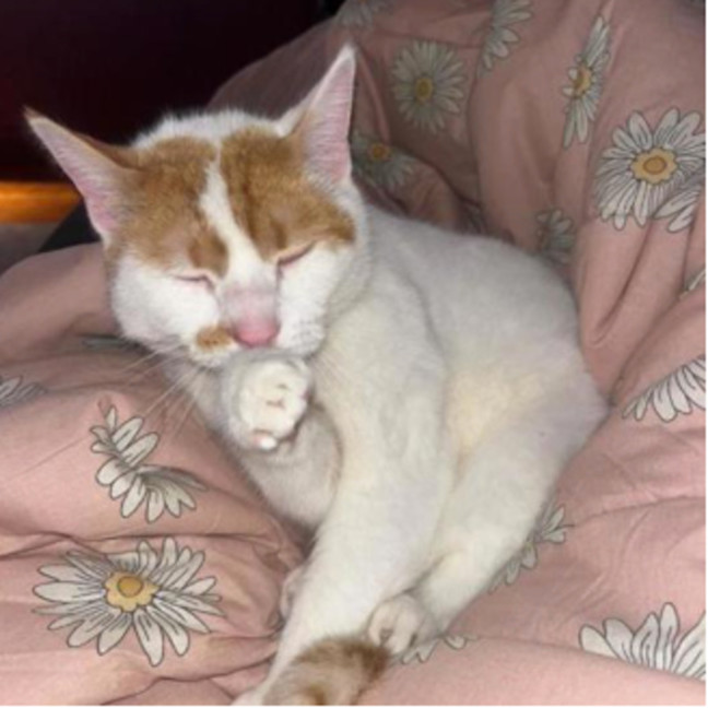 Photo of Pea