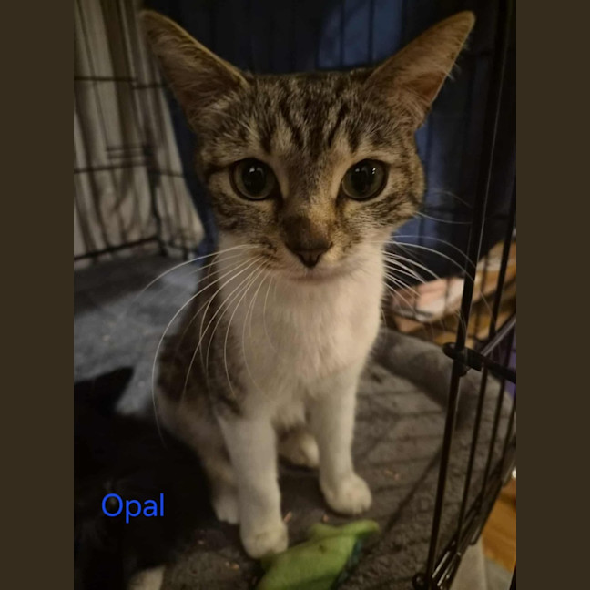 Photo of Opal