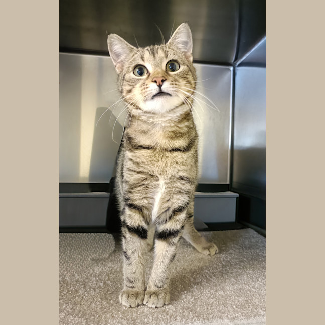 Photo of Little Dude