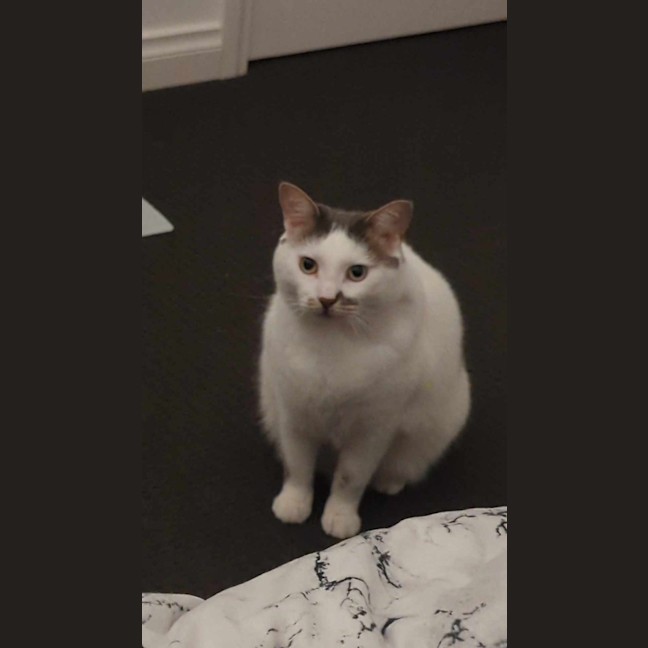 Photo of Tibby