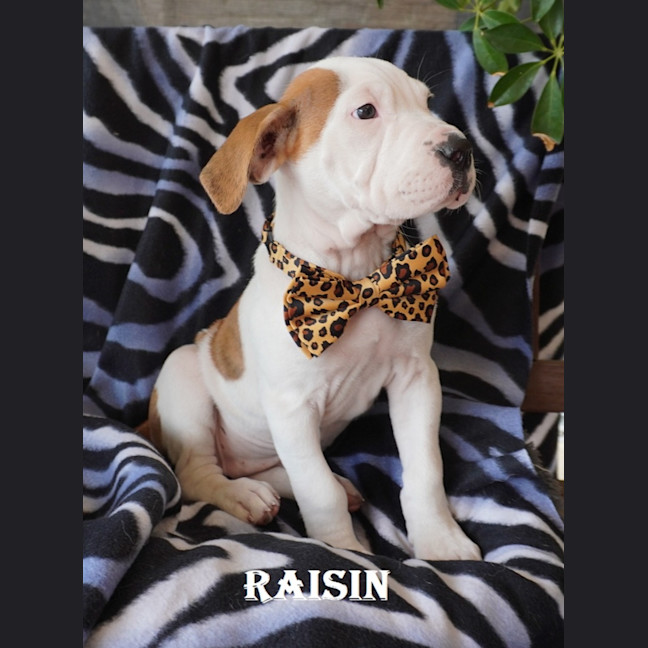 Photo of Raisin