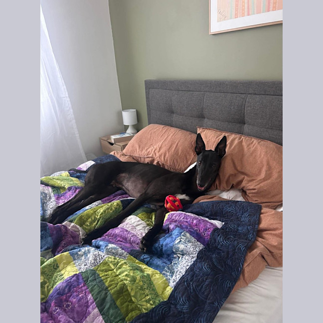 Photo of Bingo, The Greyhound