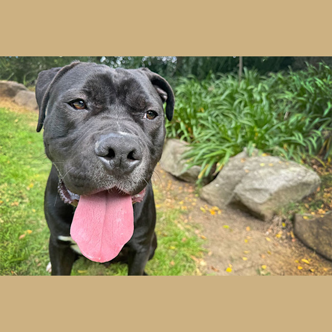 Photo of Archie
