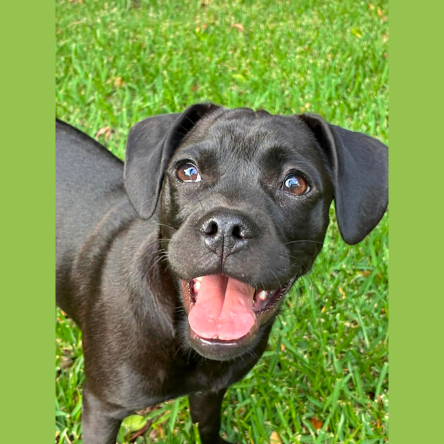Photo of Pepper