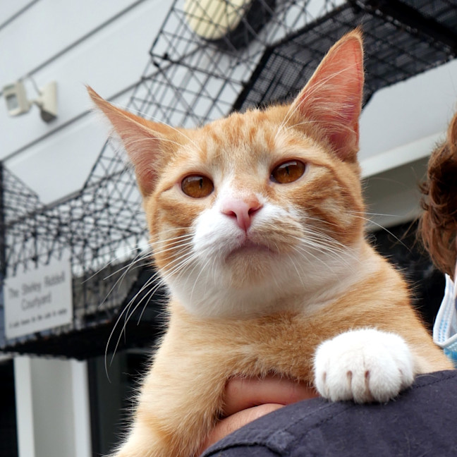 Photo of Phoenix Rstk012799