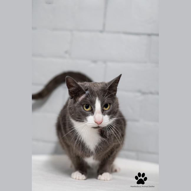 Photo of Buttercup