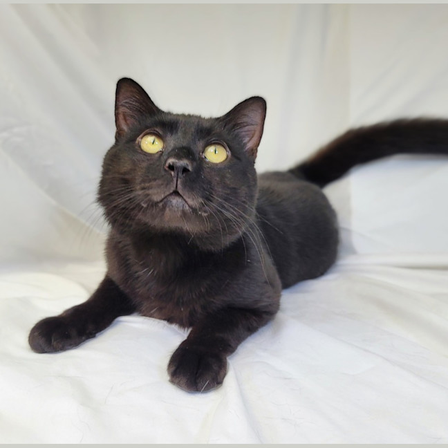 Photo of Butterscotch 