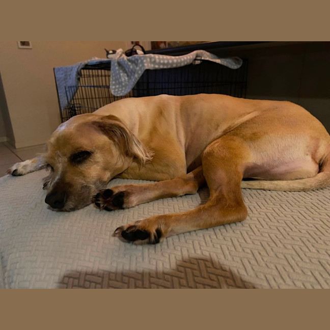 Photo of Koda
