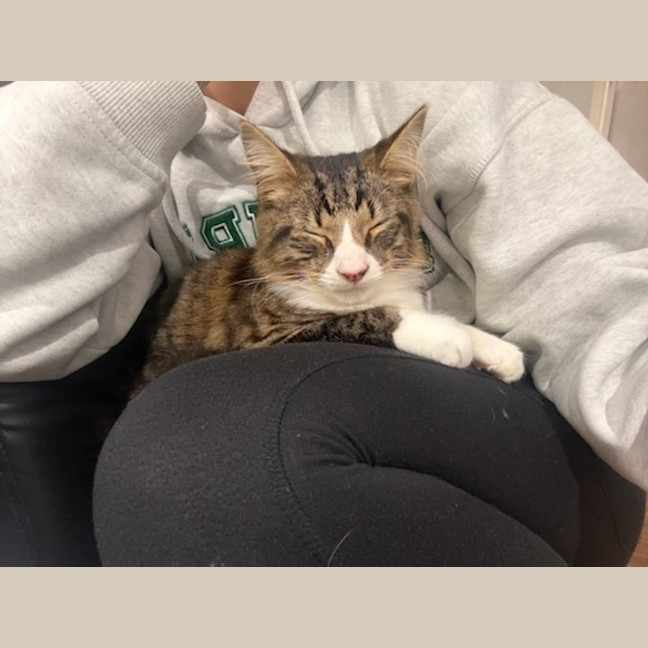 Photo of Chucky *9 Lives Project Rescue*