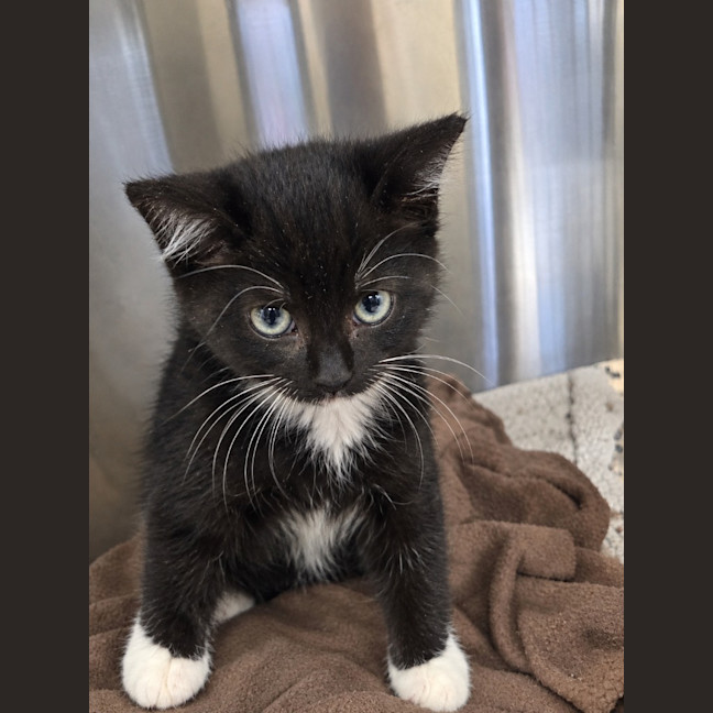 Photo of Biscuit