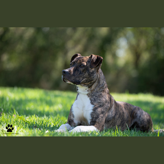 Photo of Bindi