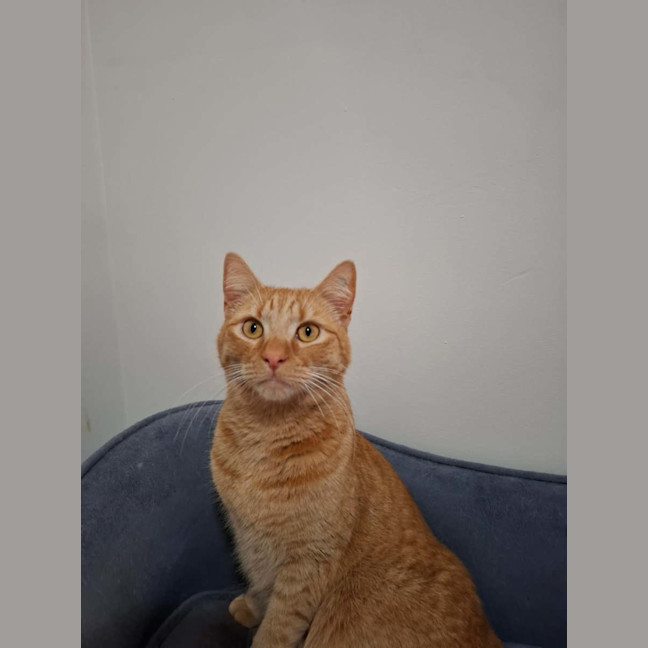 Photo of Alfie