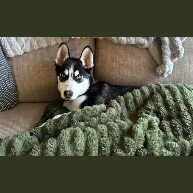 Photo of Moonie