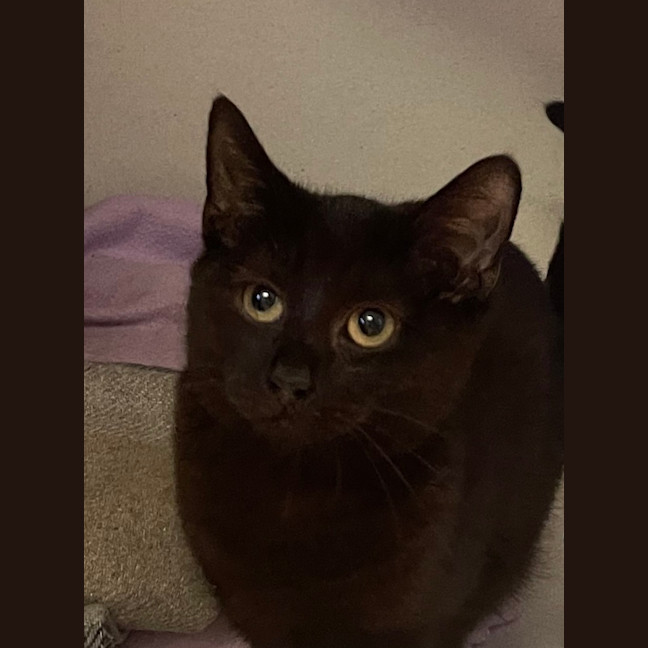 Photo of Diamond