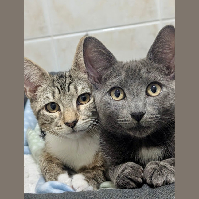 Photo of Bobby And Boris