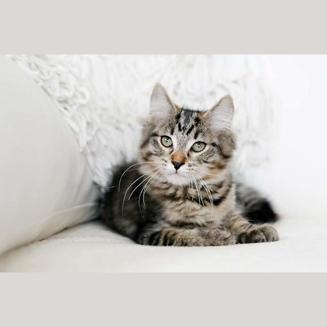 Photo of Ralph