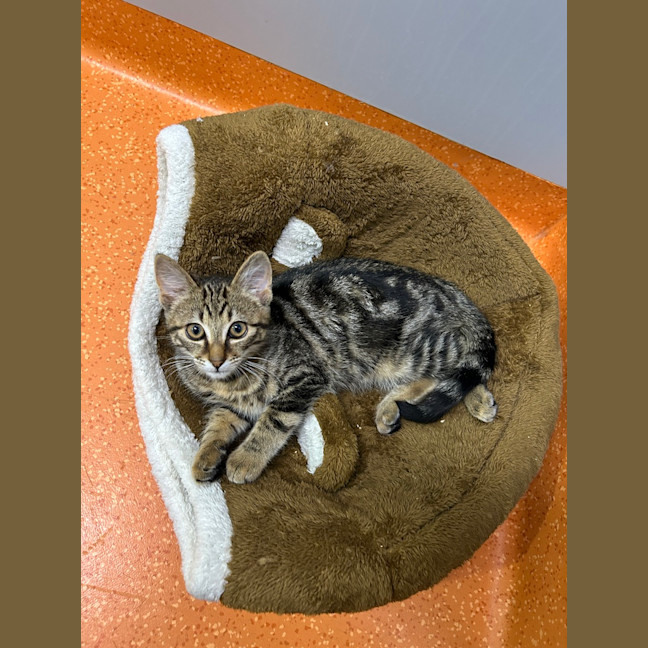 Photo of Mozzie