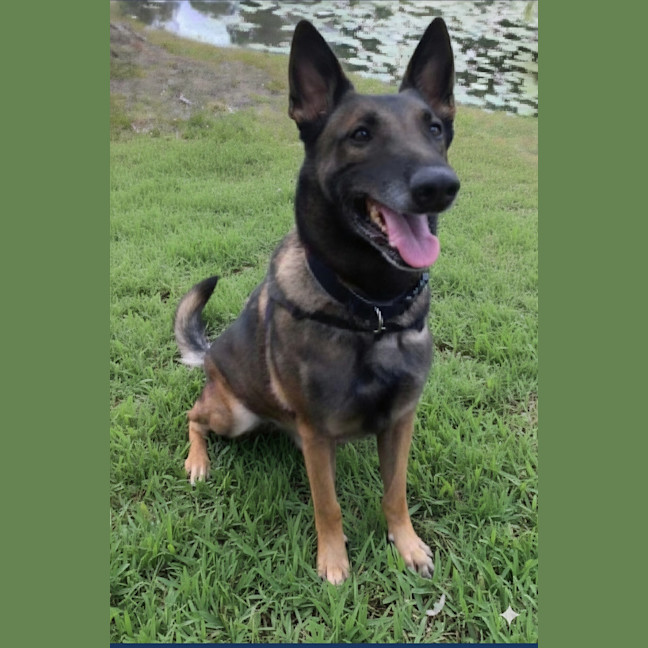 Photo of Buddy