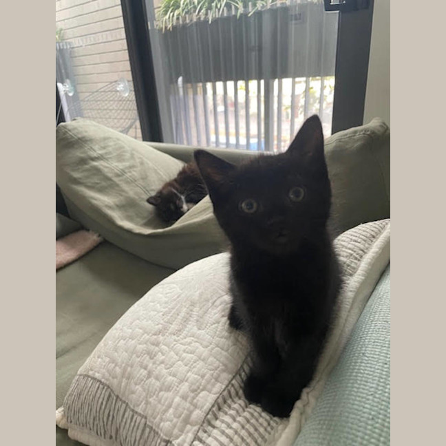 Photo of Pixie Belle