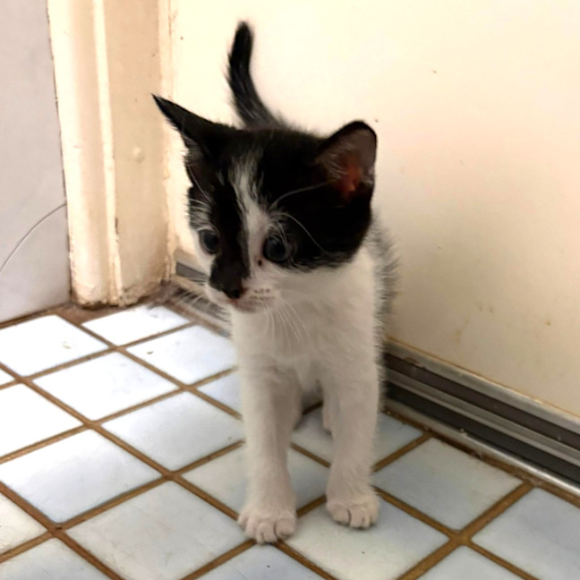 Photo of Tulip