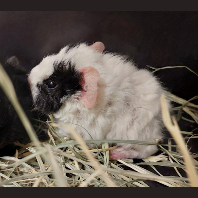 Photo of Romeo