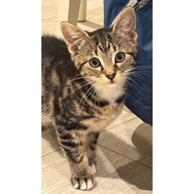 Photo of 12221   Mouse