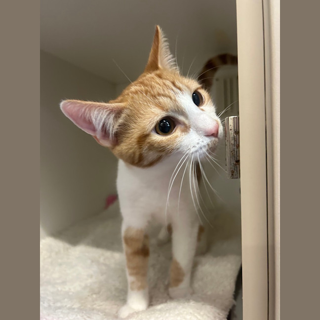 Photo of Samwise
