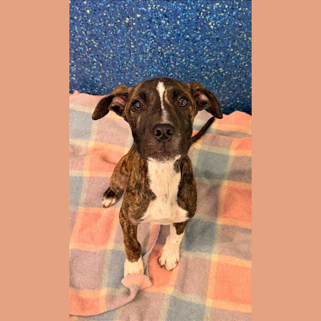 Photo of Duke