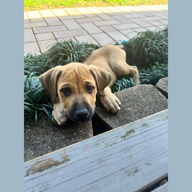 Photo of Violet