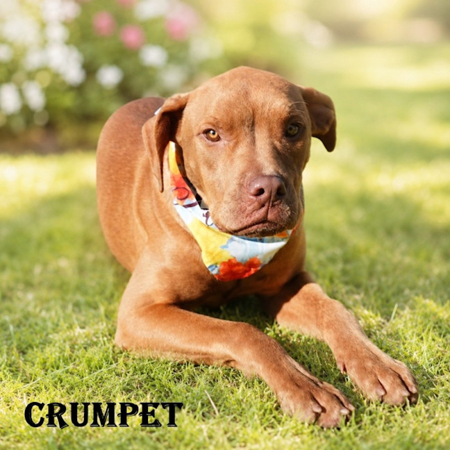 Photo of Crumpet
