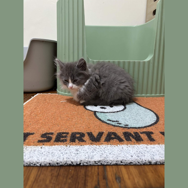 Photo of Sprinkles