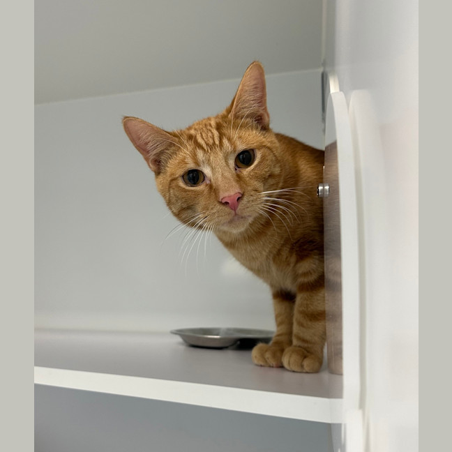 Photo of Butterscotch