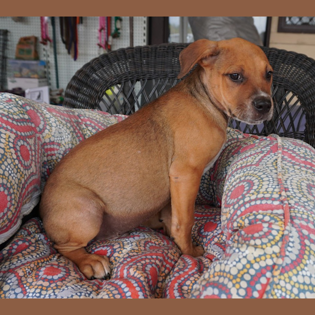 Photo of Humphrey