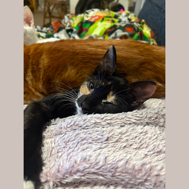 Photo of Salsa 