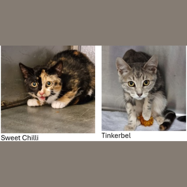 Photo of Tinkerbell & Sweet Chili
