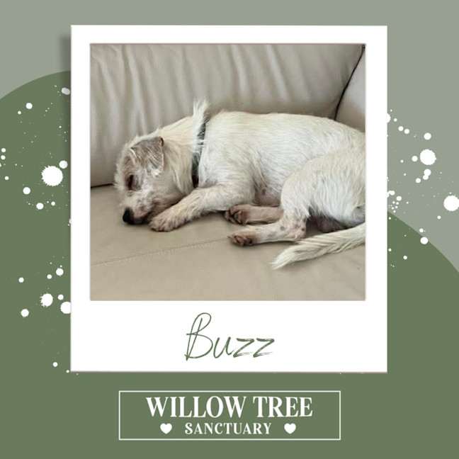 Photo of Buzz