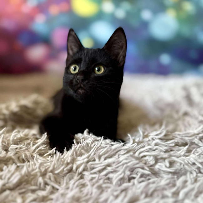 【バンドスコア】VIVIENNE  BLACK CATS バンドスコア】VIVIENNE BLACK CATS（Black Cats - VIVIENNE