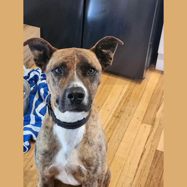 Photo of Nellie "Urgent Foster Carer Needed"