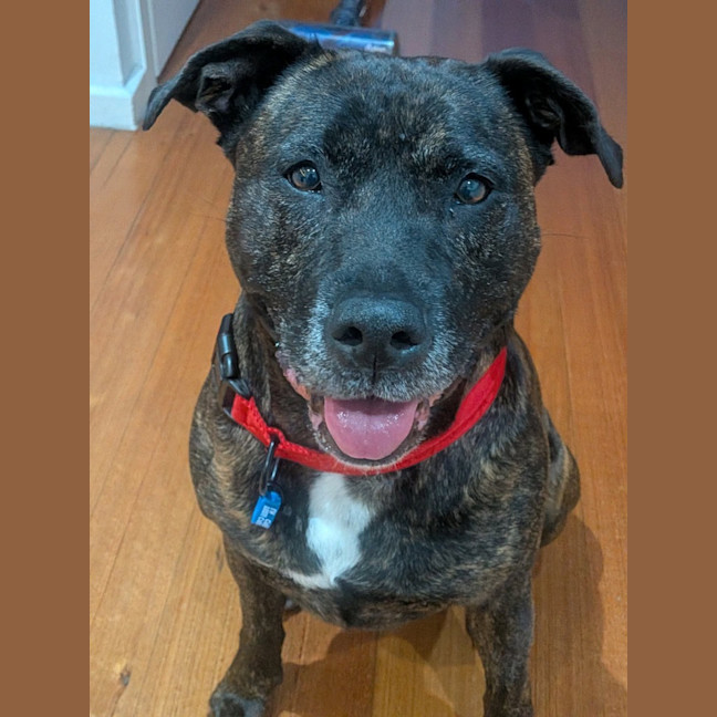 Photo of Bella