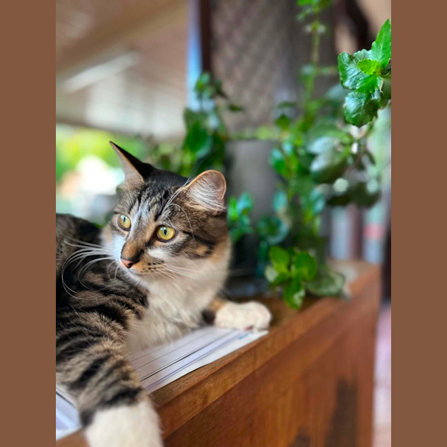 Photo of Flint 