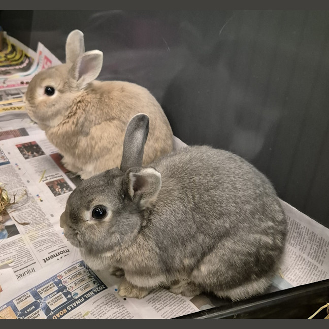 Photo of Casper (Bonded With Ghost)