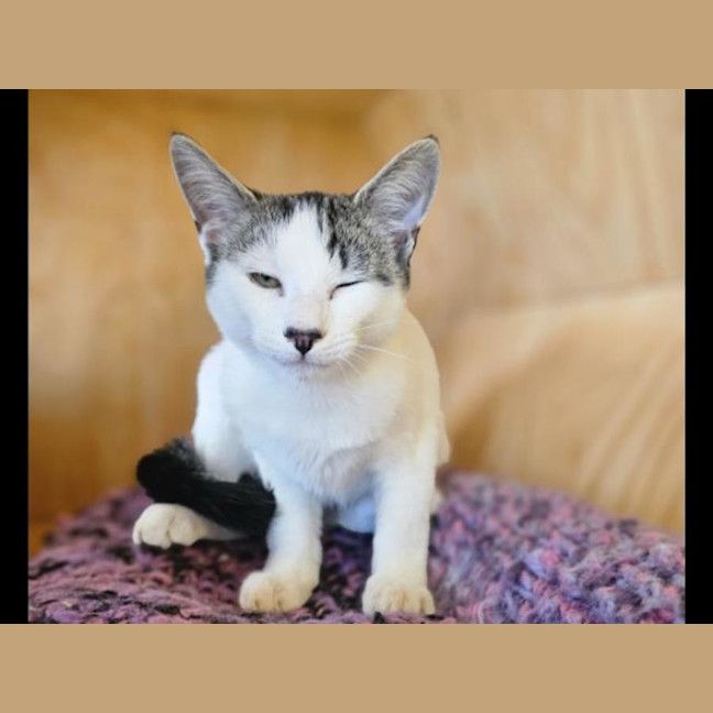 Photo of Oliver Imp 437