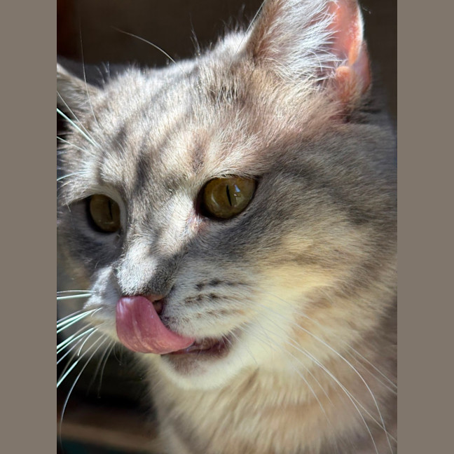 Photo of Dahlia