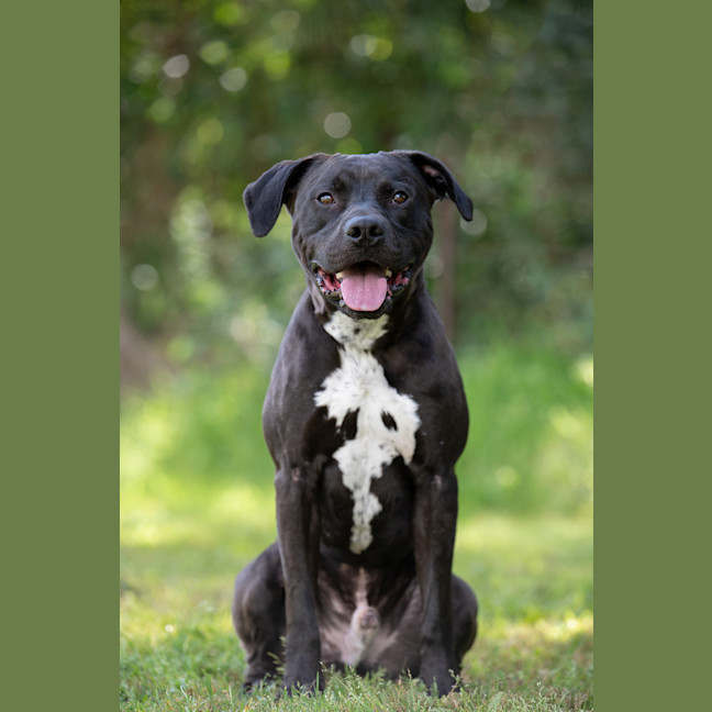 Photo of Bronson