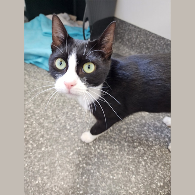 Photo of Madam Delacroix And Lady Danbury