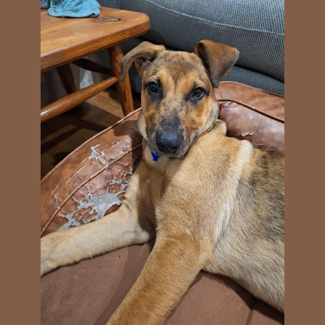 Photo of Gabby   5 Month Old German Shepherd X